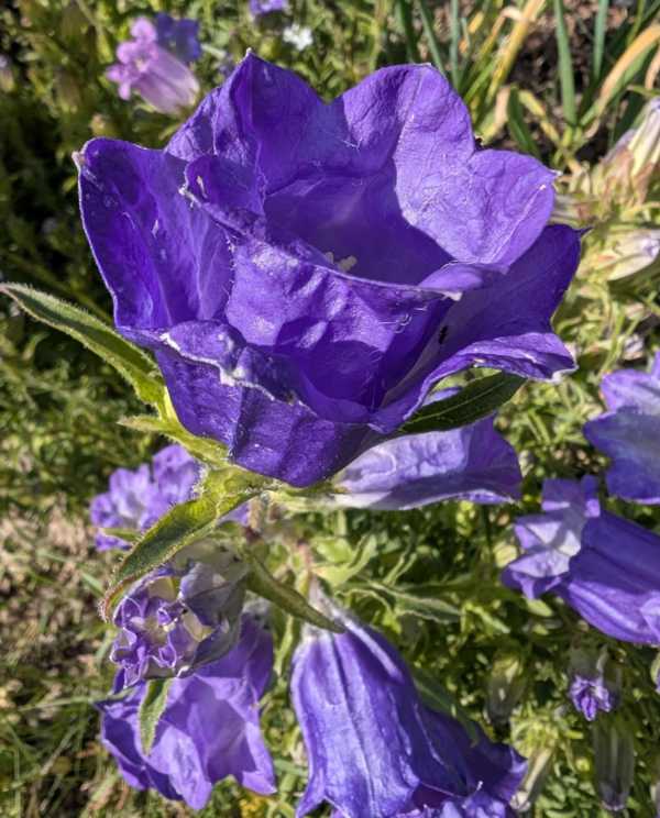 Bellflower- Cup and Saucer