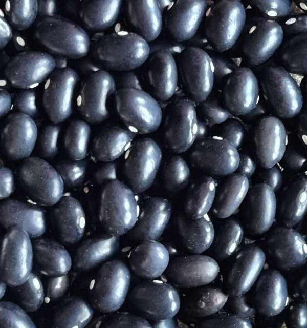 Bean - Black Coco Bush