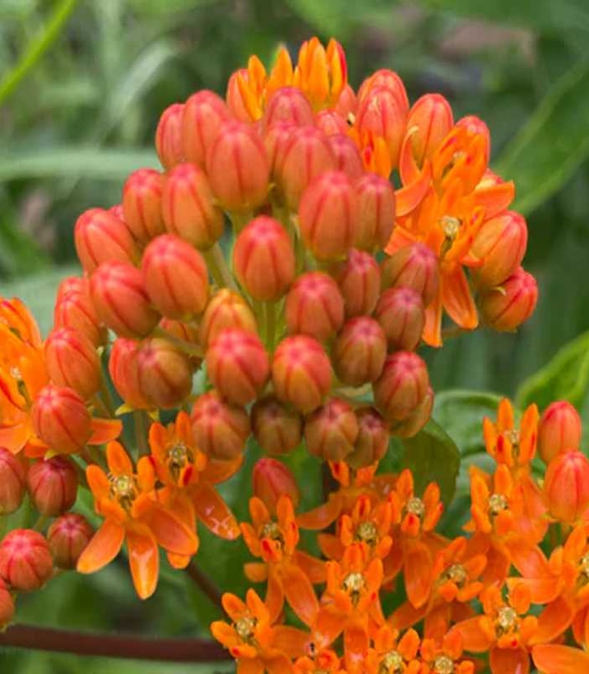 Butterfly Milkweed