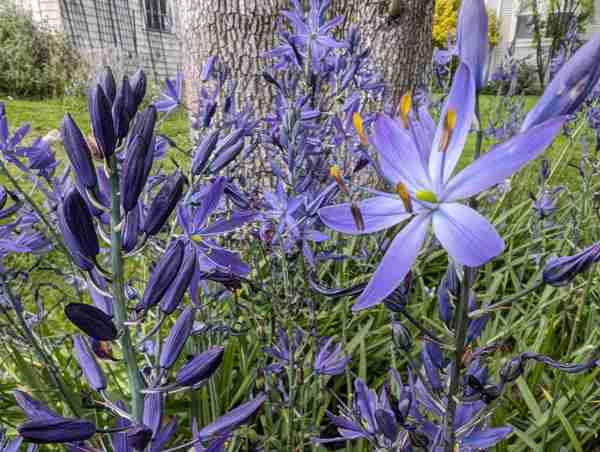 Lily - Camas