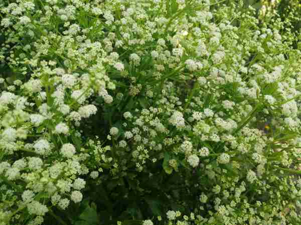 Celery - Heirloom