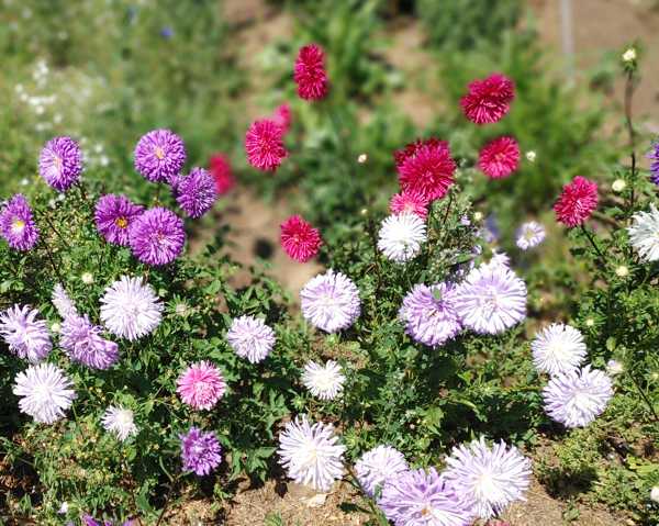 Aster - China Aster Mix
