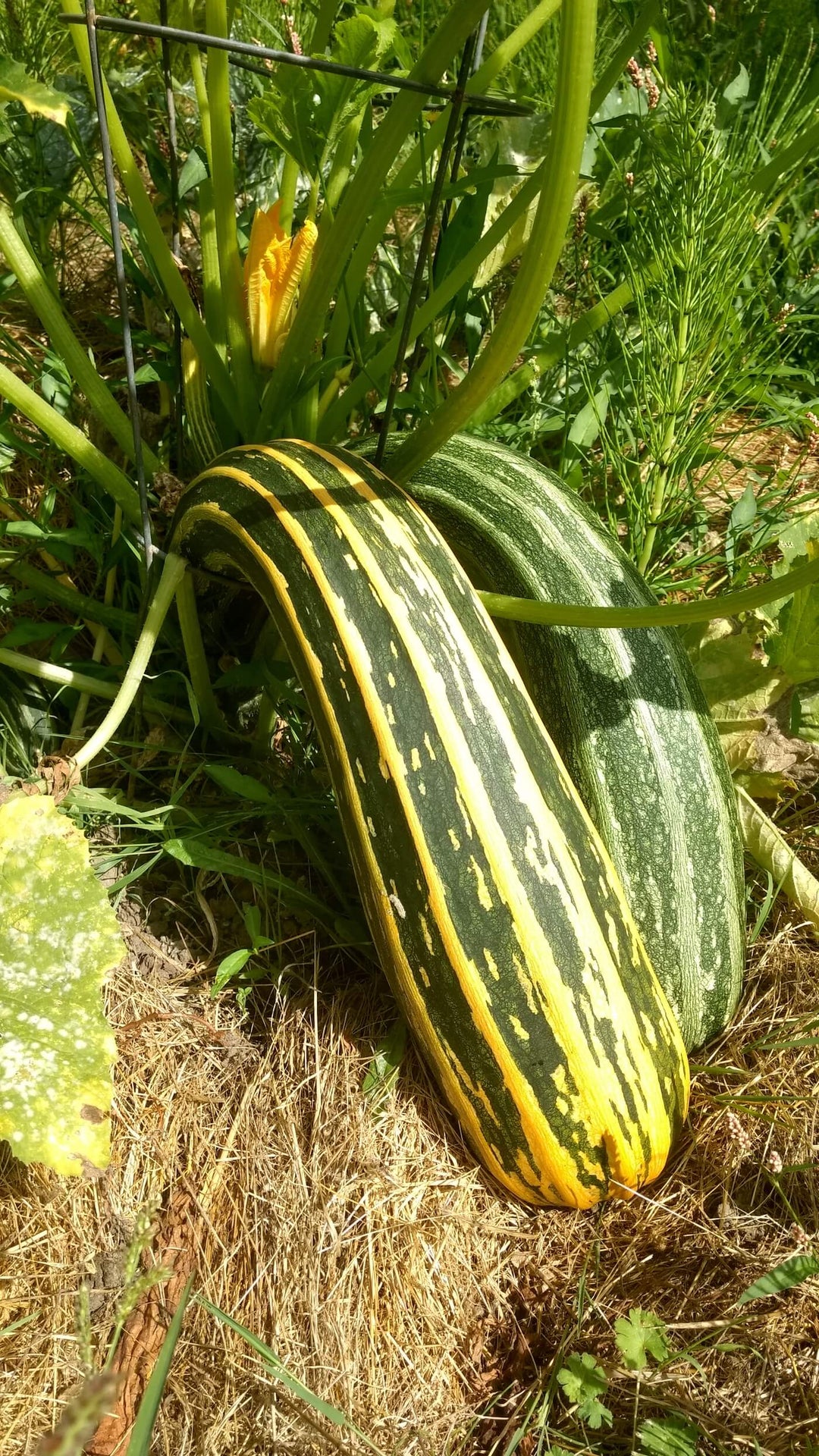 Zucchini - Cocozelle  Squash