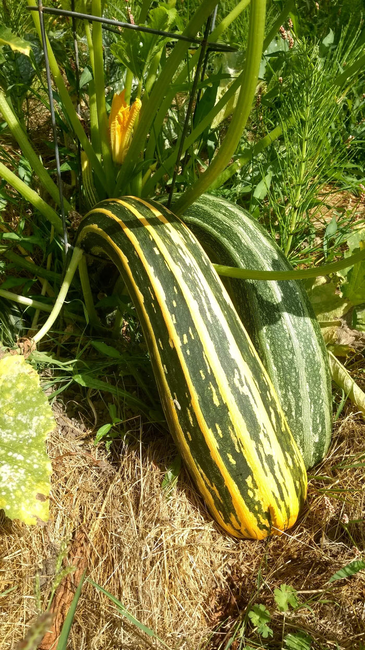 Zucchini - Cocozelle  Squash