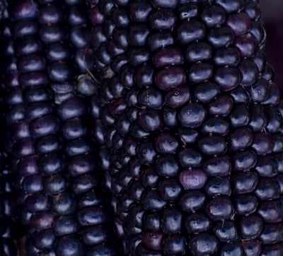 Hopi Blue Corn