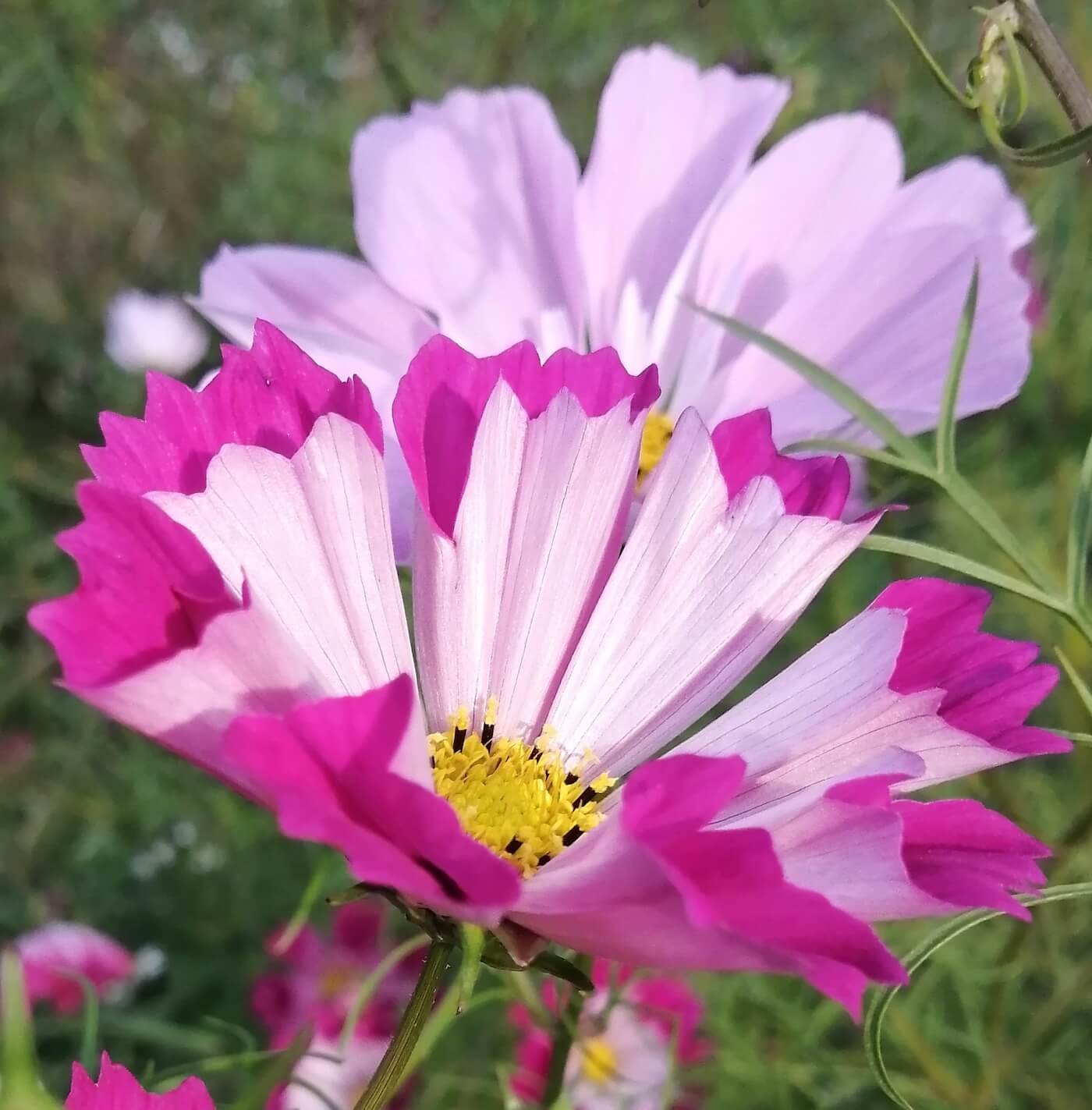 Buy Cosmo Mix - Seashell Seeds | Cosmo Mix - Seashell Seeds Canada