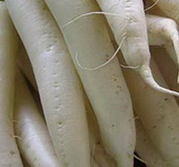 Radish - Daikon Radish