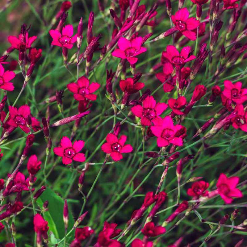Dianthus- Flashing Lights