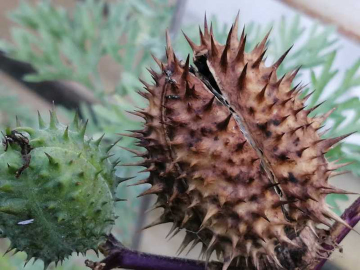 Dwarf Datura