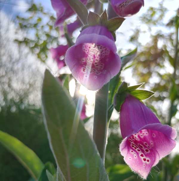 Foxglove - Pink