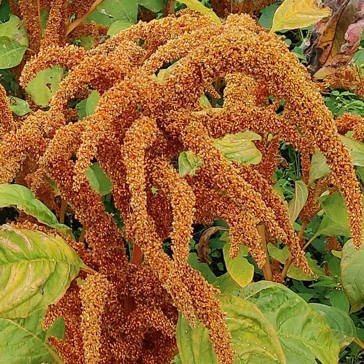 Amaranth Giant Orange Chinese