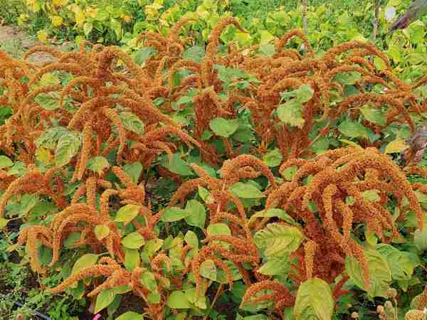 Amaranth Giant Orange Chinese