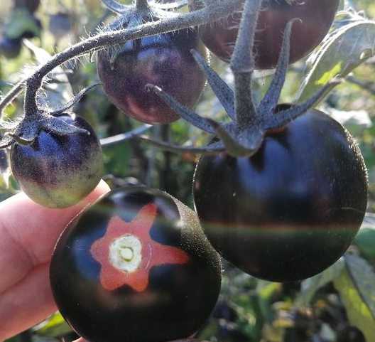 Buy Indigo Rose Tomato Seeds | Indigo Rose Tomato Seeds Canada