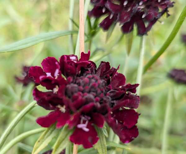 Scabiosa- Knautia