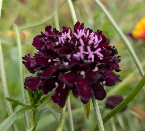 Scabiosa- Knautia