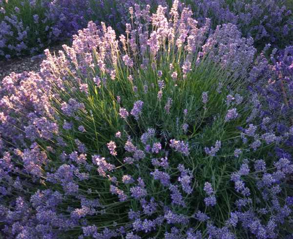 Lavender - English
