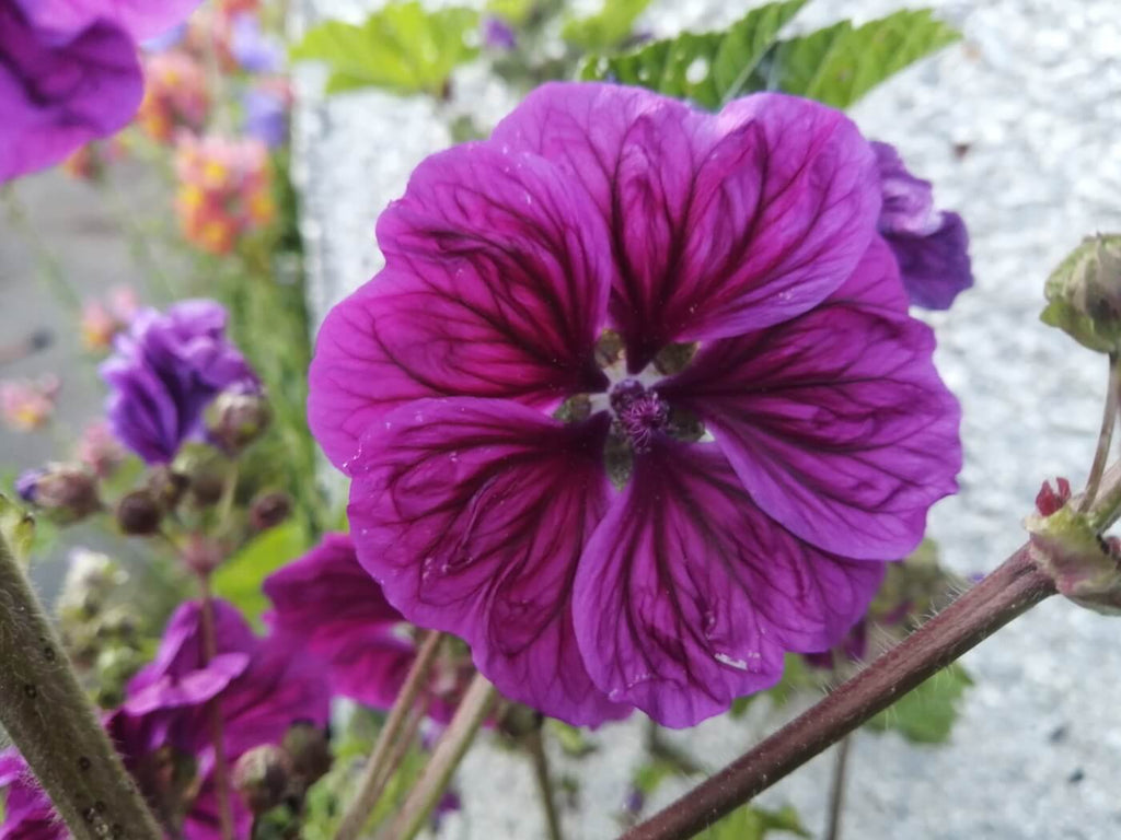 planting malva seeds Buy Malva Seeds | Malva Seeds Canada