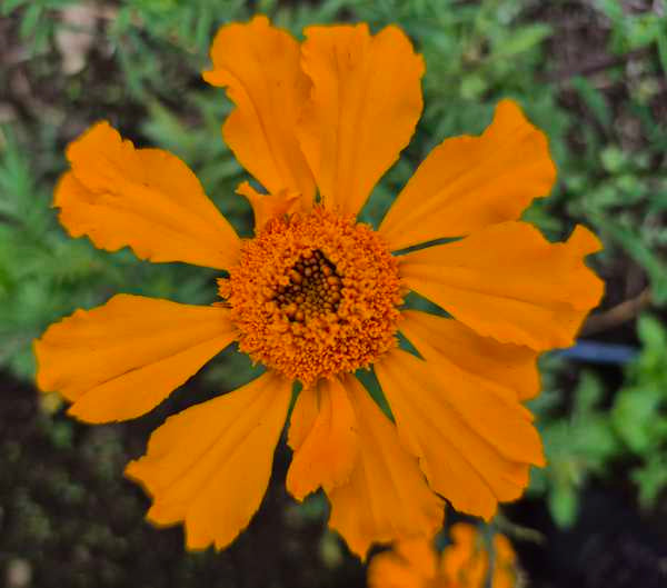 Marigold - Aztec Single