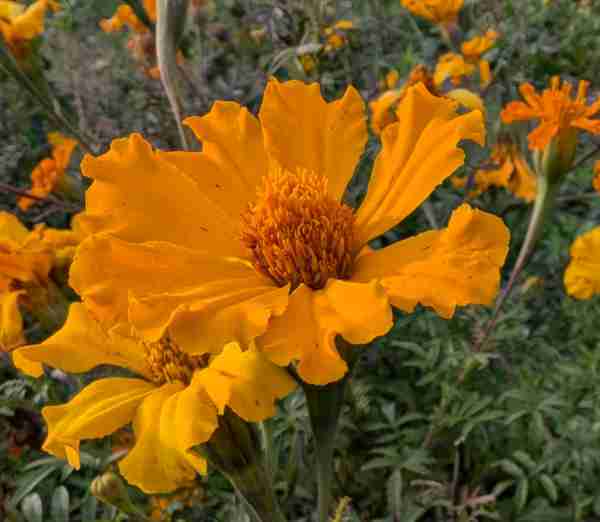 Marigold - Aztec Single