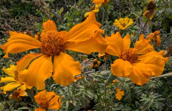 Marigold - Aztec Single