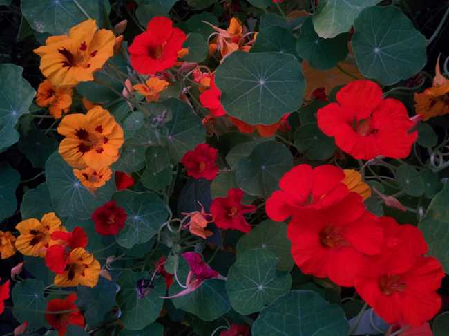 Nasturtium