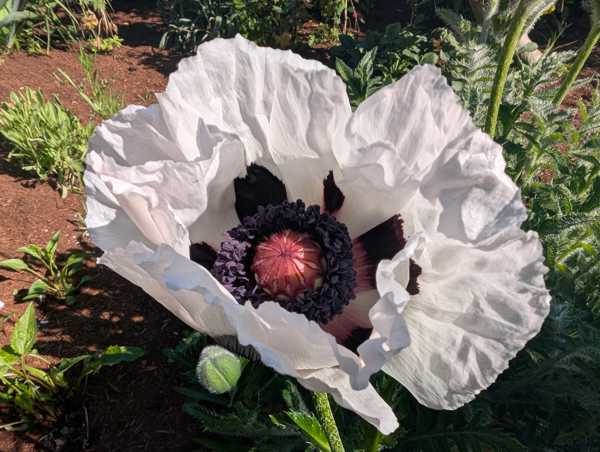 Oriental Poppy - Royal Wedding