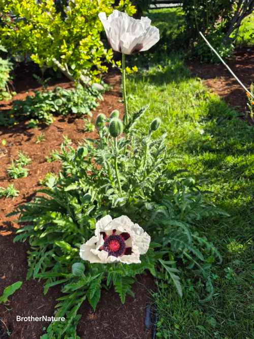 Oriental Poppy - Royal Wedding
