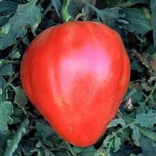 Tomato -  Giant Oxheart