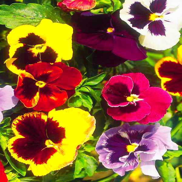 Super Swiss Giant Pansy