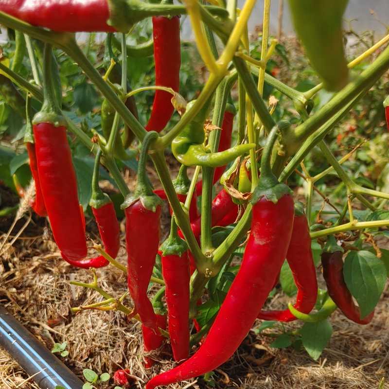 Seed-tacular Sale