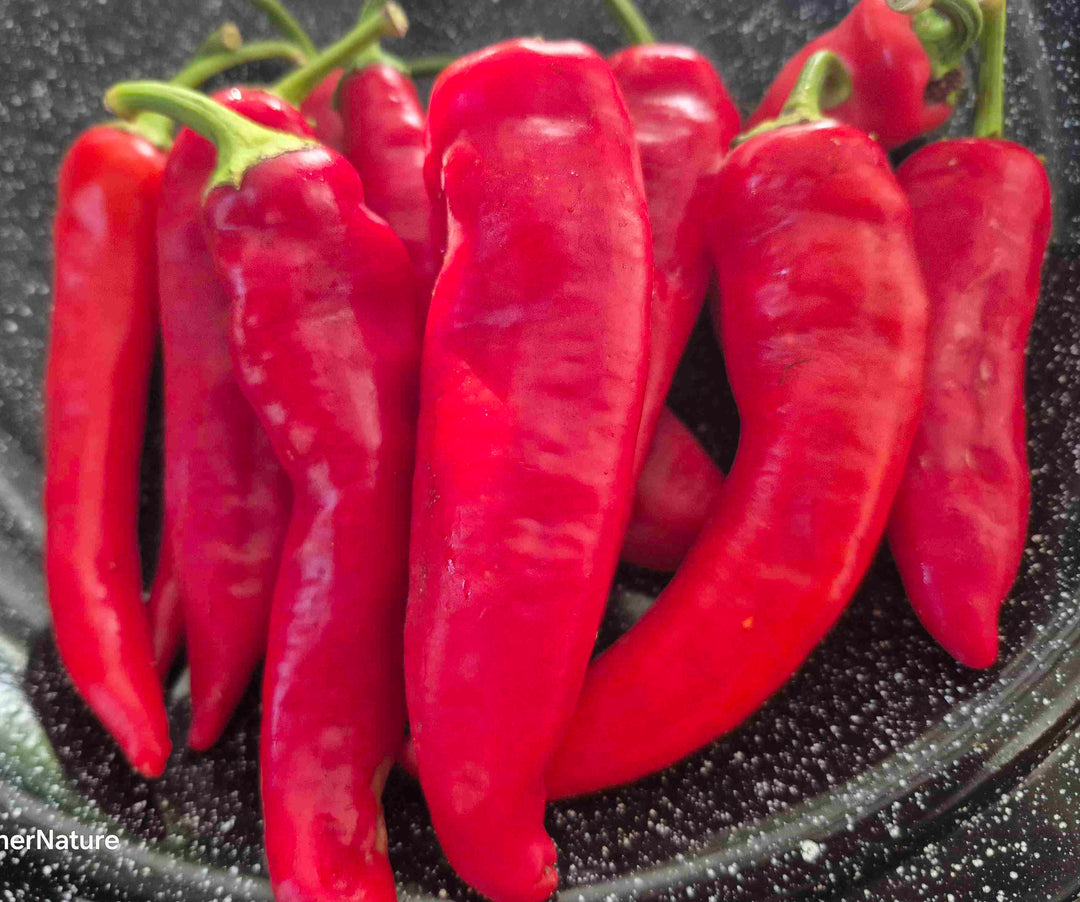 Peppers - Hungarian Hot wax