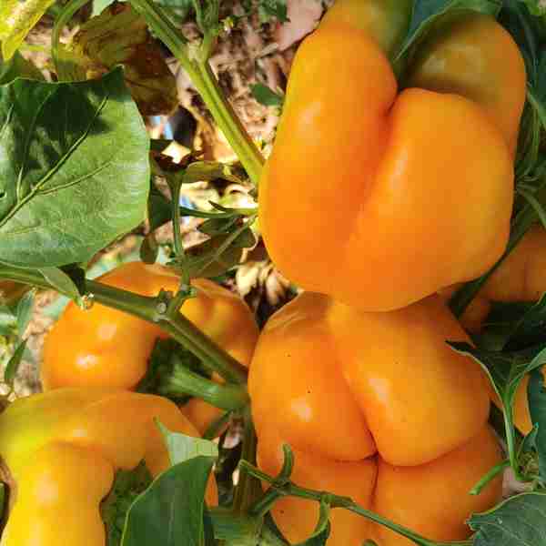 Peppers - Orange