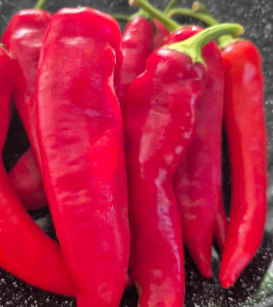 Peppers - Espelette Chili