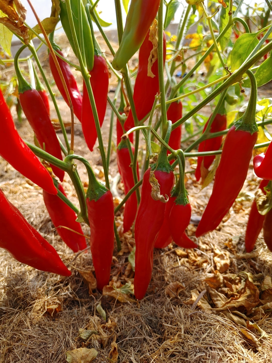 Peppers - Tibetan Chili