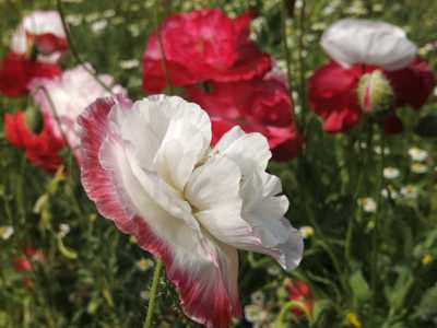Shirley Poppy Mix