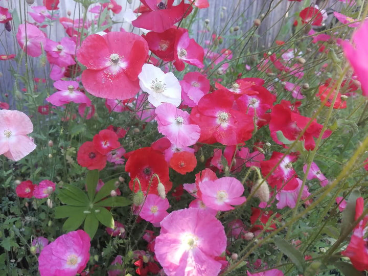 Shirley Poppy Mix