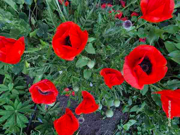 Poppy - Orange Red