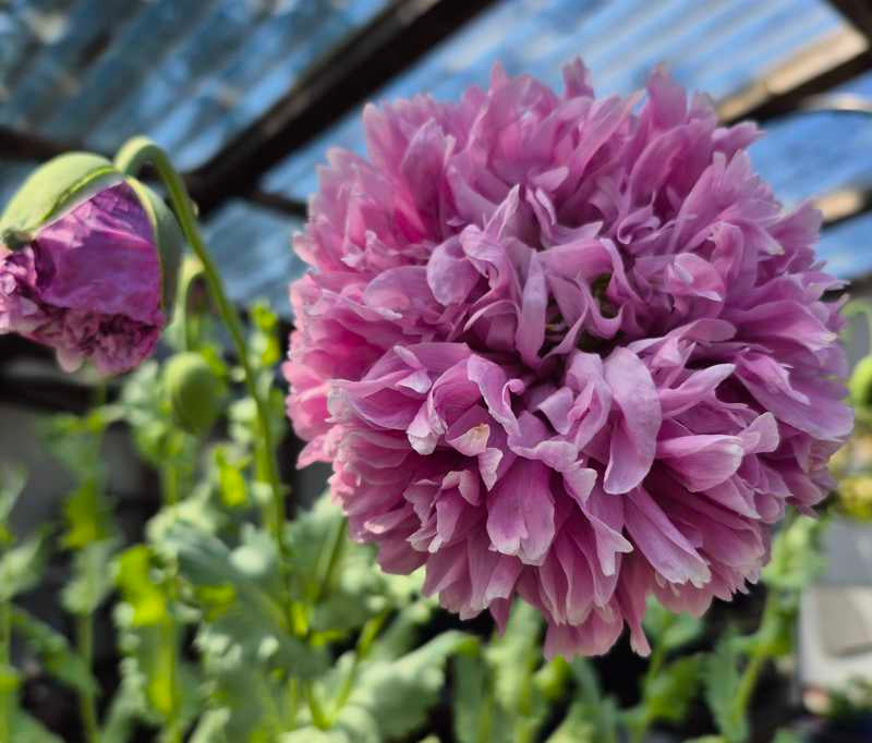 Poppy - Peony- Lavender