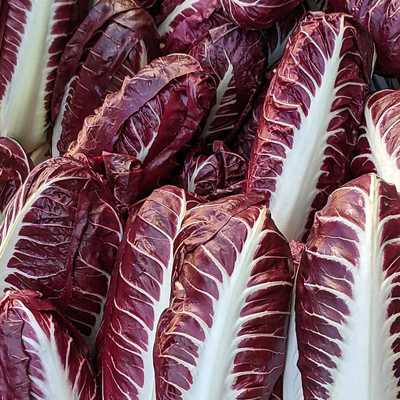 Chicory - Radicchio