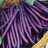 Beans - Royal Purple