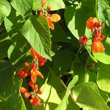 Beans - Scarlet Runner