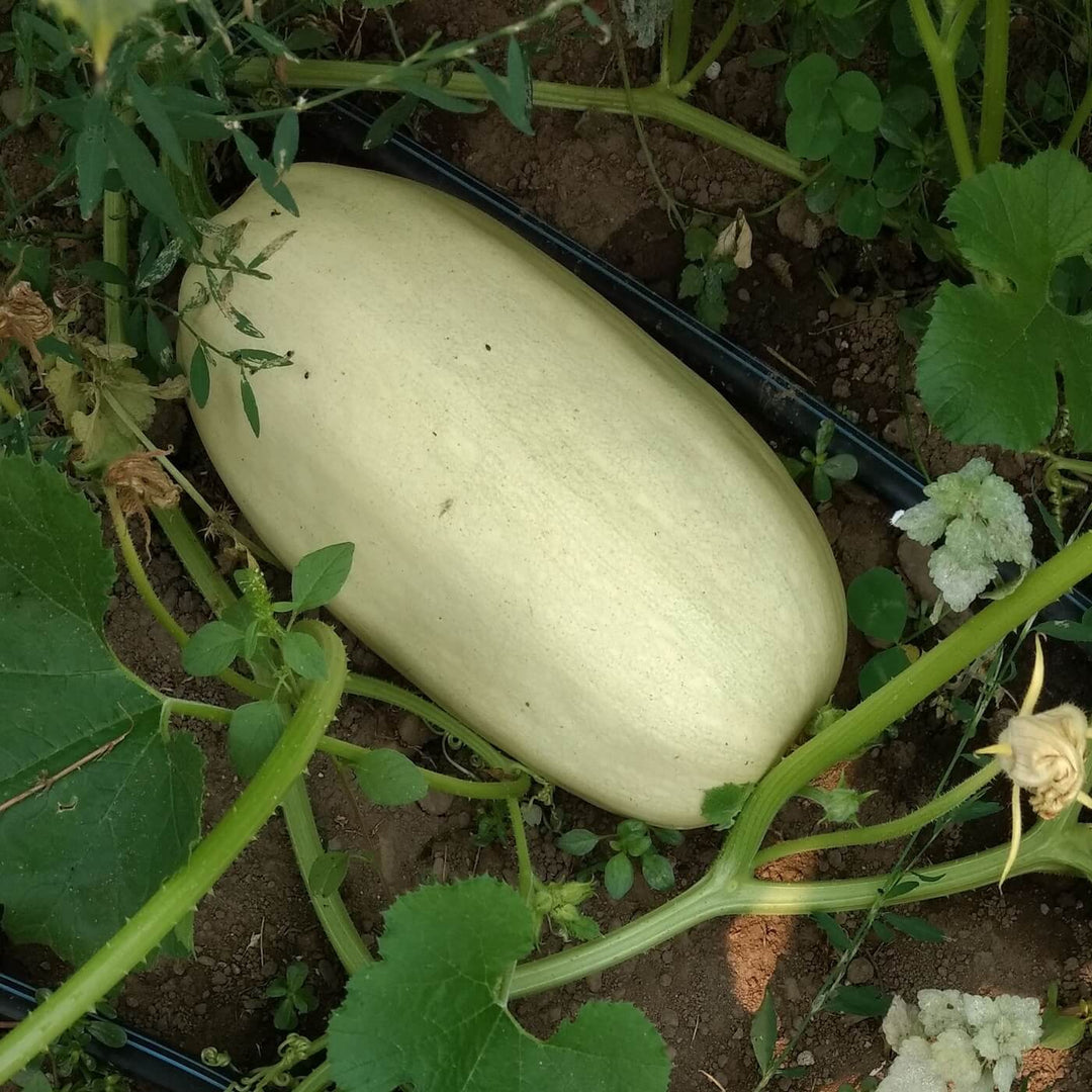 Winter Spaghetti Squash