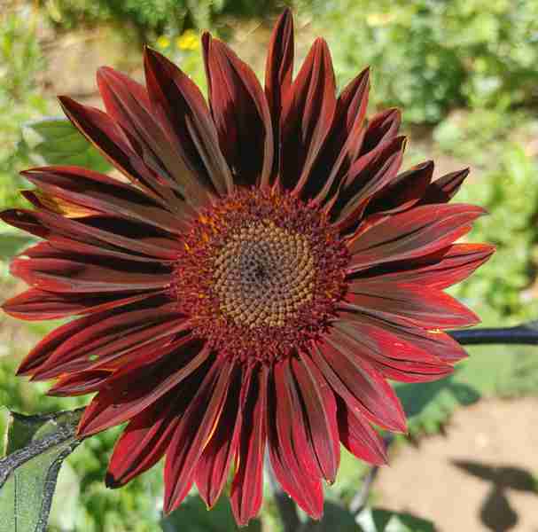 Sunflower - Chocolate Cherry