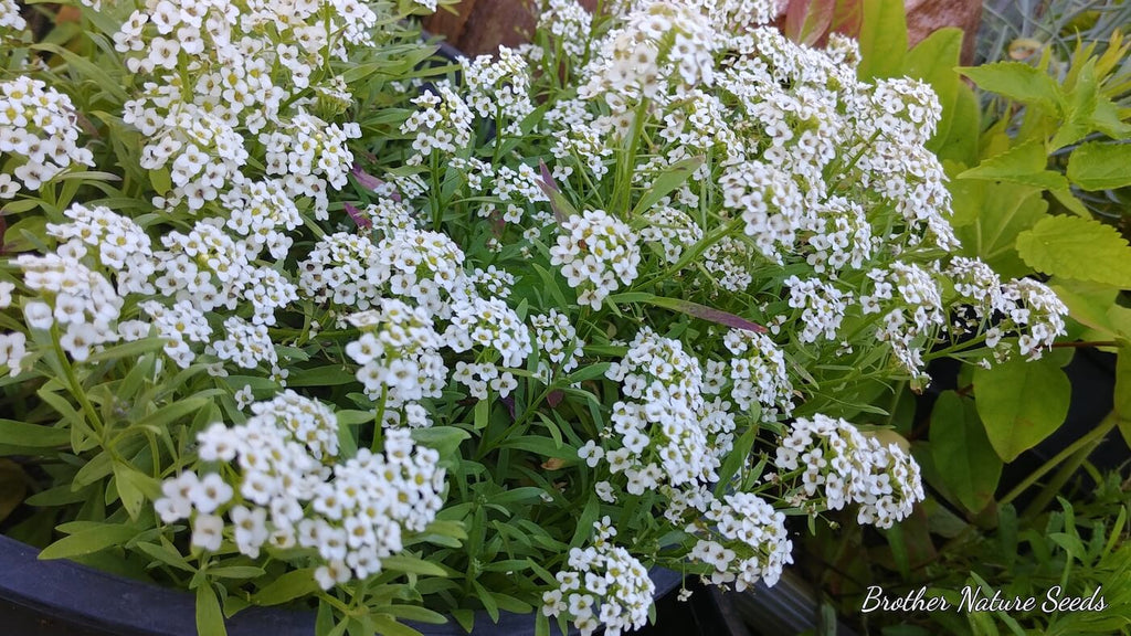 Buy Alyssum - Sweet Seeds | Alyssum - Sweet Seeds Canada | Brother