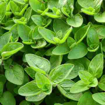 Sweet Marjoram