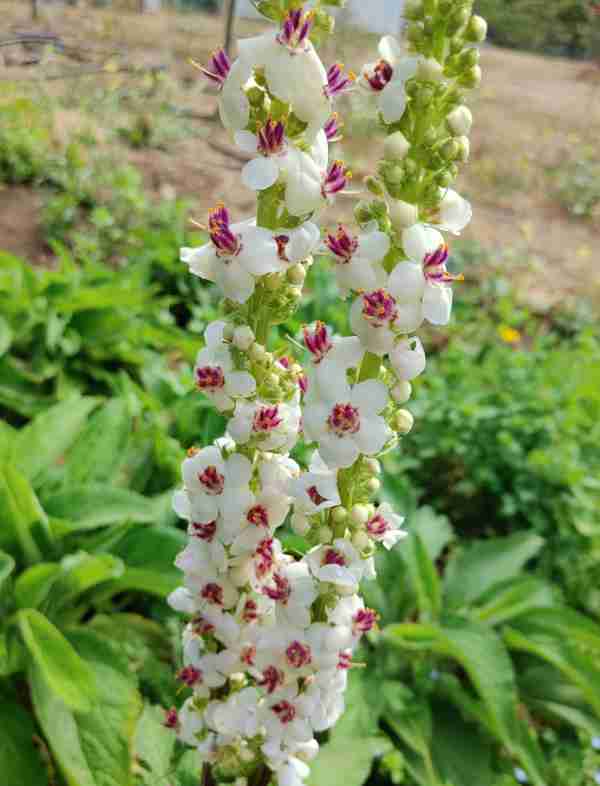 Verbascum - Moth Mullien