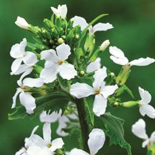 Money Plant - Alba
