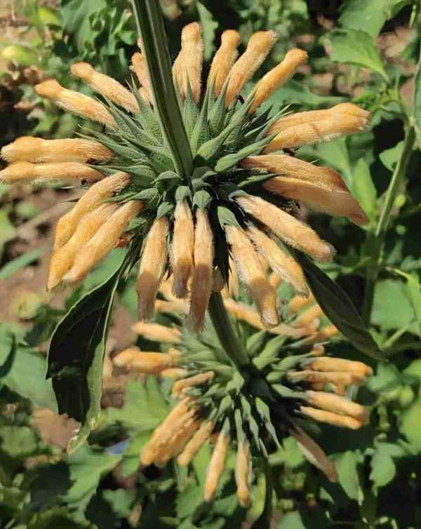 Leonitis- Lions Tail - Dagga