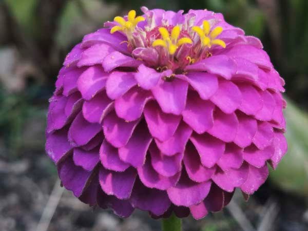 Zinnia - Purple Prince