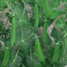 Peas - Laxton Improved Progress